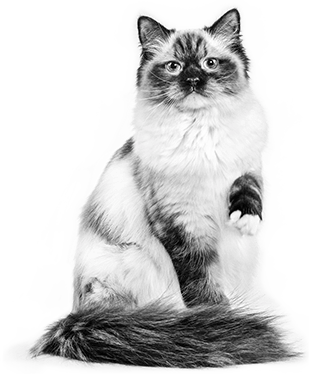 Un chat de race Ragdoll